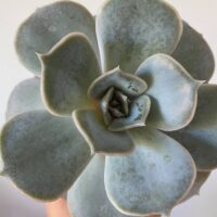 Echeveria Lilacina