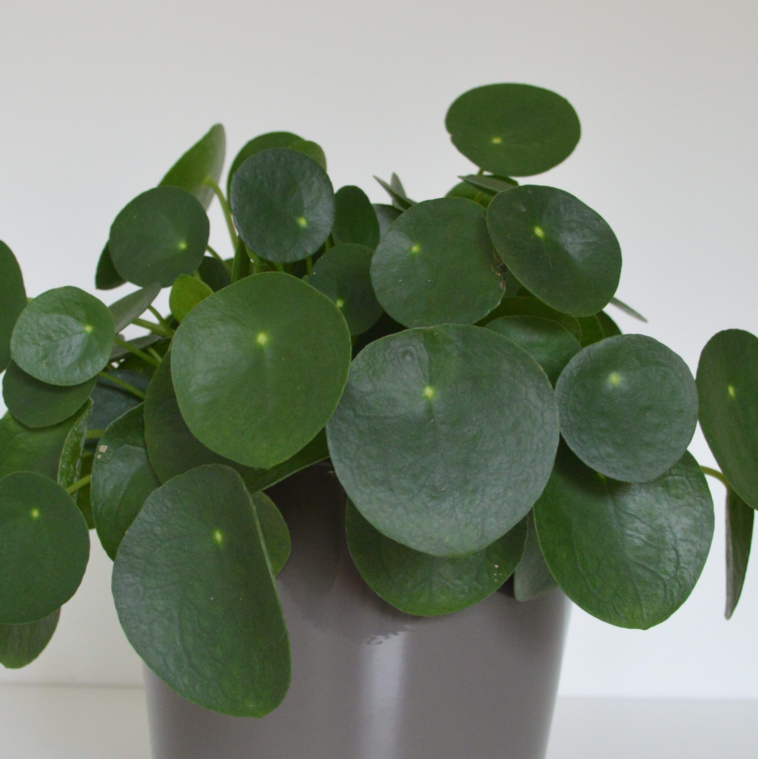 pilea peperomioides