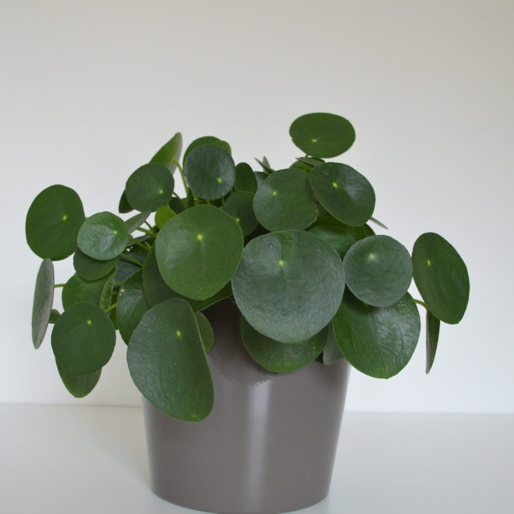 pilea peperomioides