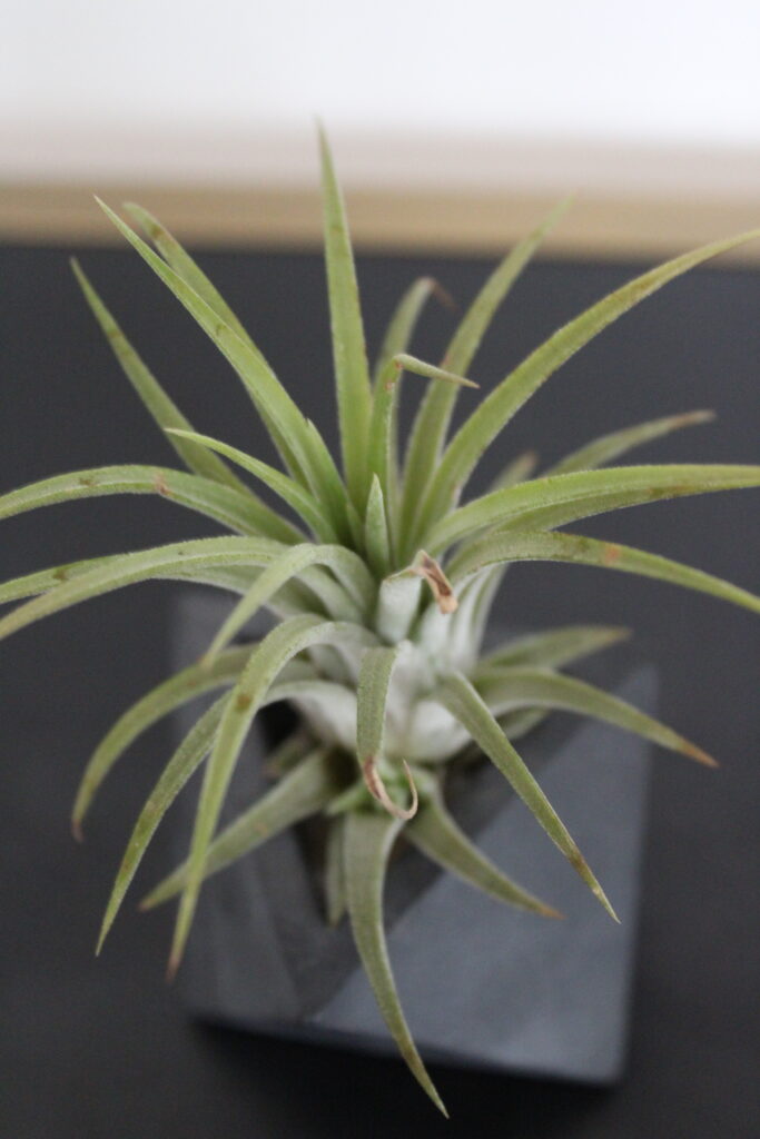 Tillandsia