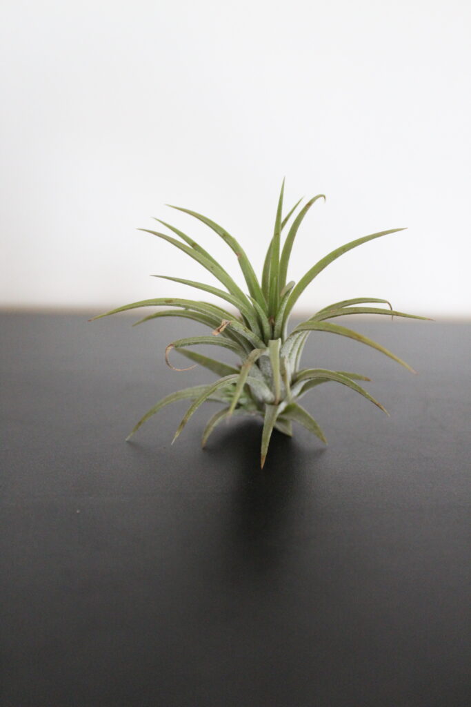 Tillandsia