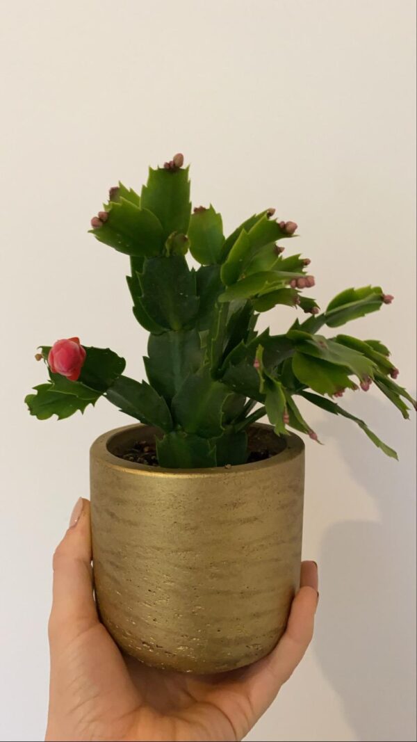 Kerst box - Image 3