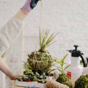 DIY Kokedama maken