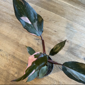 Philodendron Pink